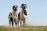 DOGUE ALLEMAND 094